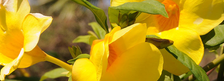 gele-bloem